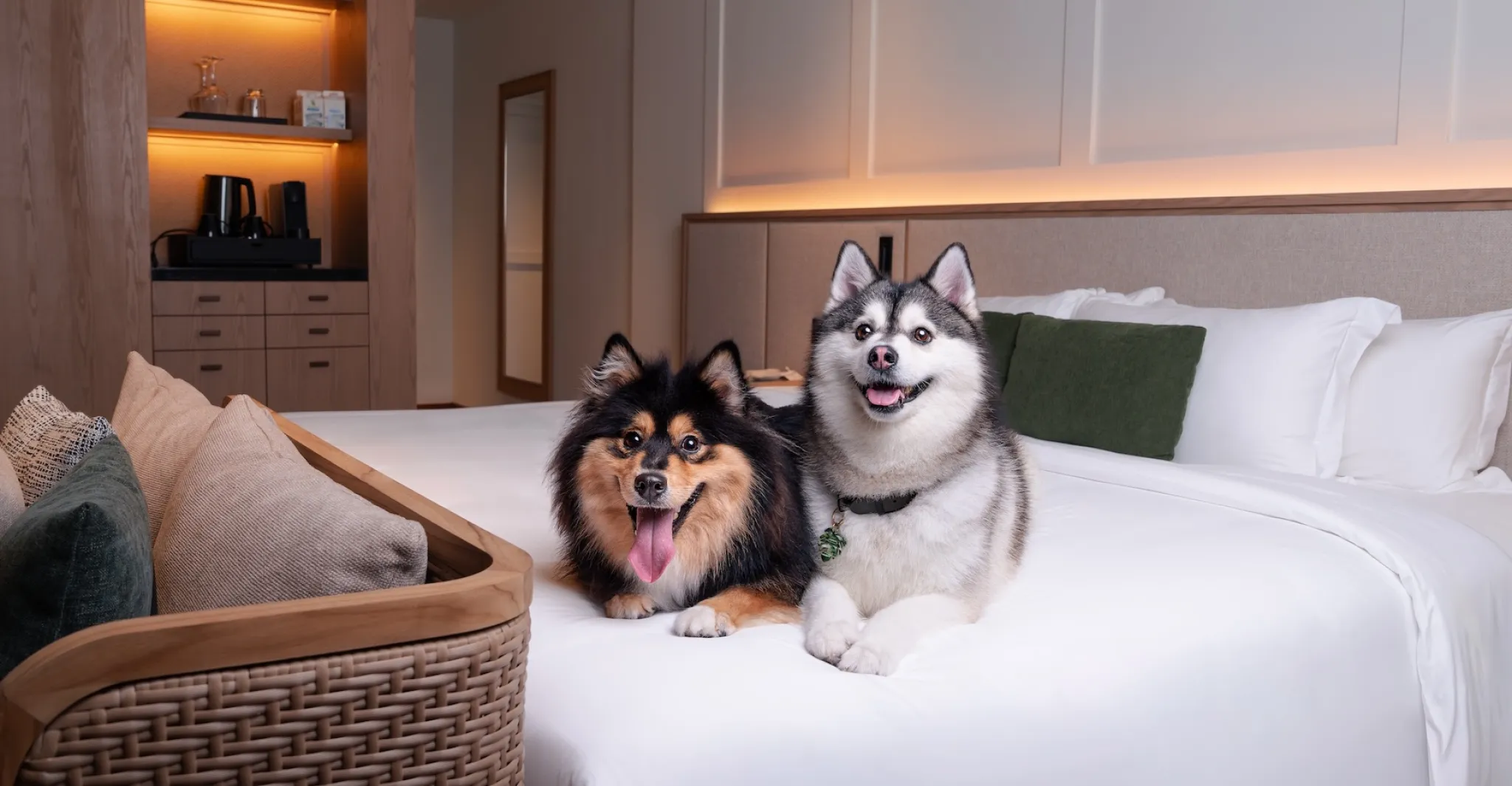宠物友好型客房和套房